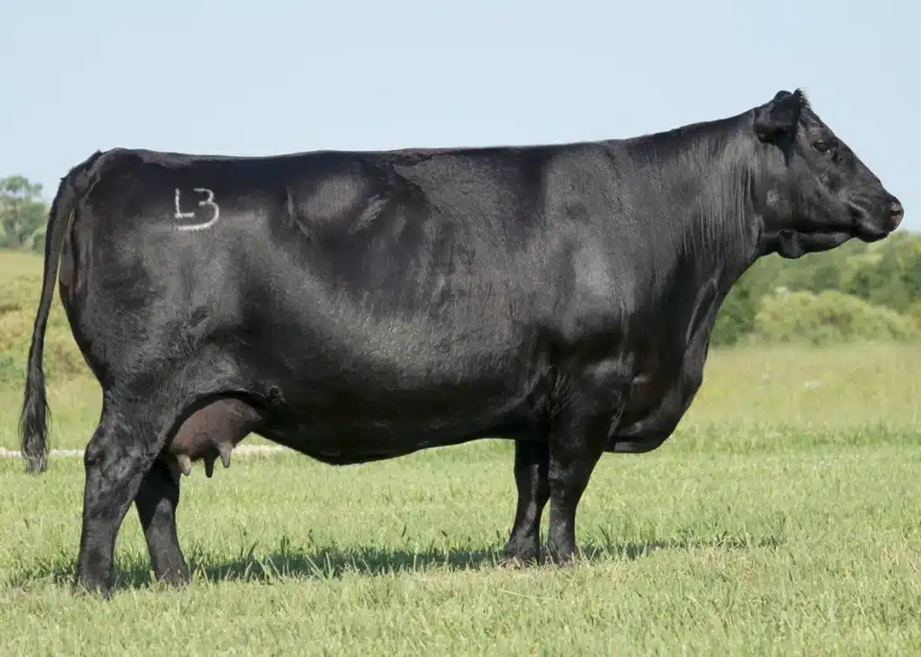 The Cattlemen’s Cut Cowcutta Female Sale