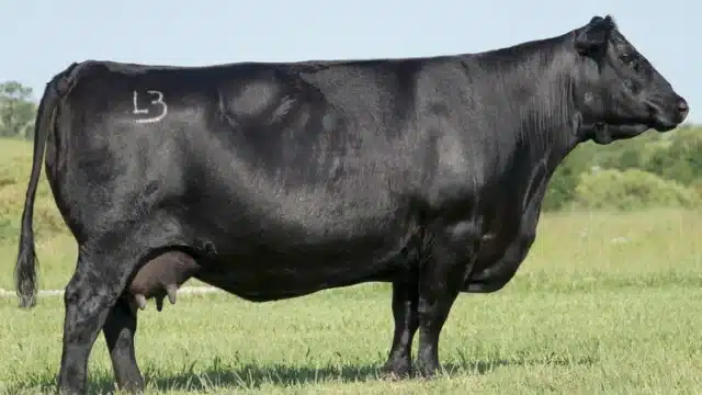 The Cattlemen’s Cut Cowcutta Female Sale