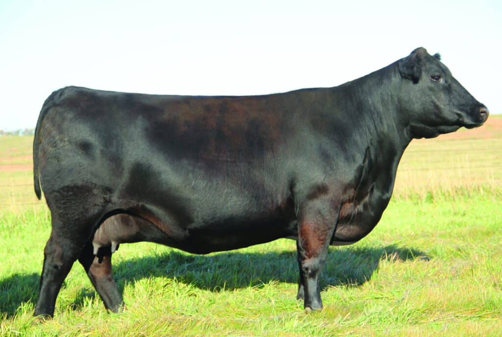 Angus Embryos For Sale