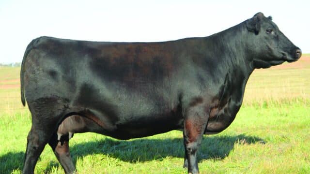 Angus Embryos For Sale