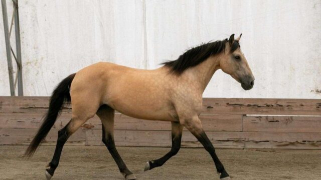 Buckskin Azteca Mare