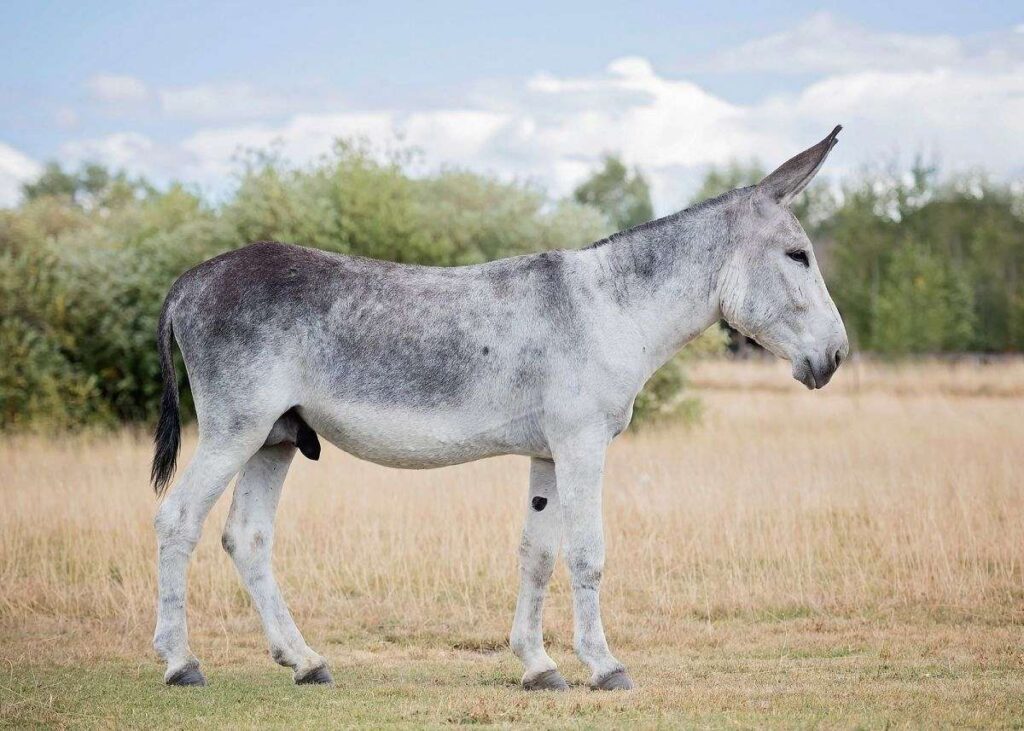 Blue Roan Donkey Stallion