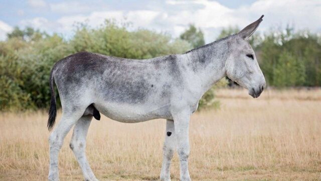 Blue Roan Donkey Stallion