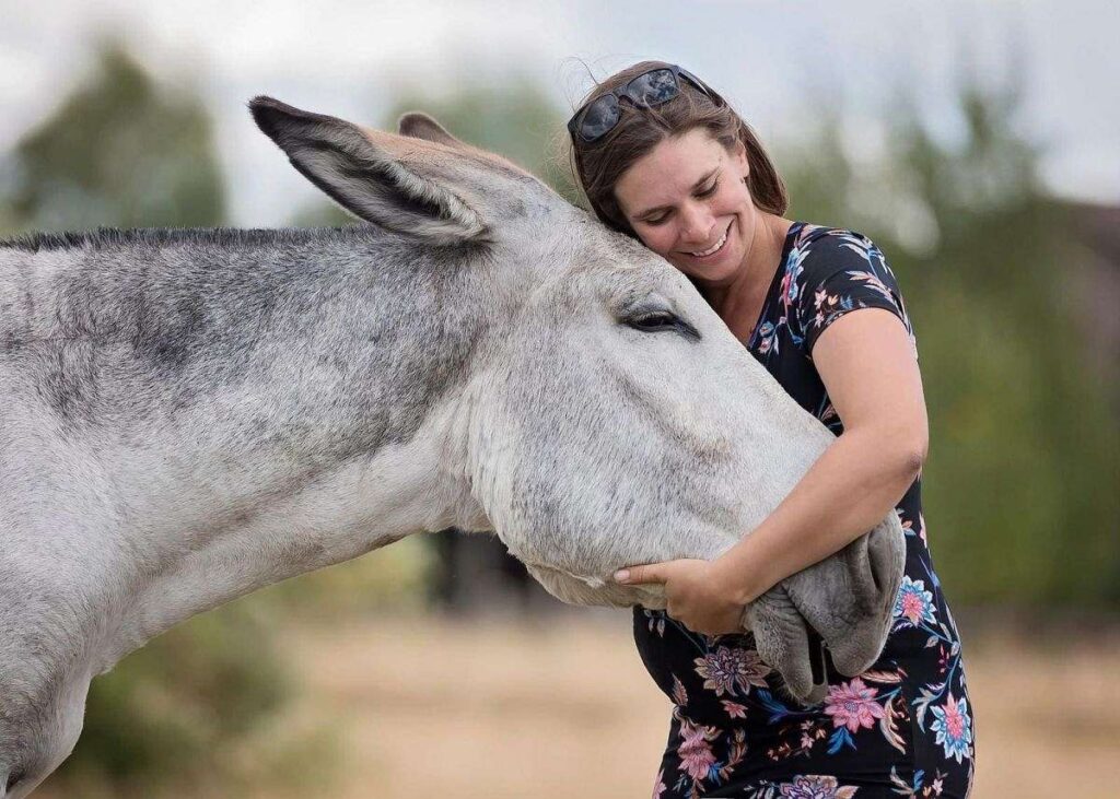 gaited-donkey