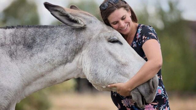 gaited-donkey