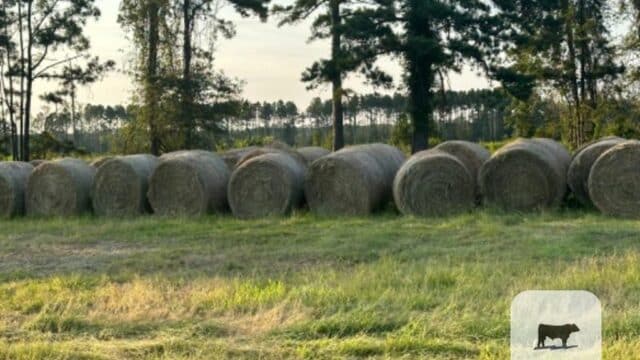 500 Bahia/Bermuda Grass Round Bales